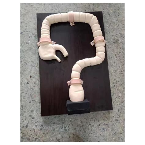 ExkaTe Colonoscopy Examination ModelIntestine Model Human India | Ubuy