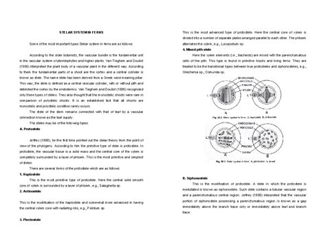 IVth Sem Bot Stelar Growth - STELAR SYSTEM IN FERNS Some of the most ...