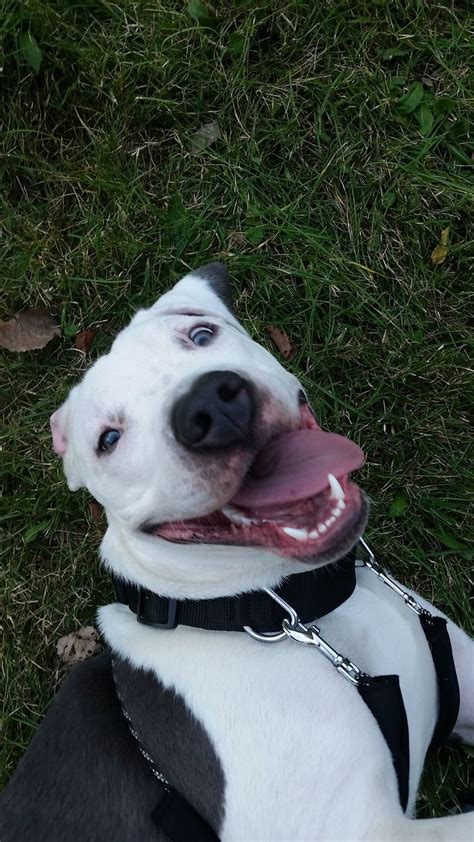 Image result for Terrifying Pit Bull