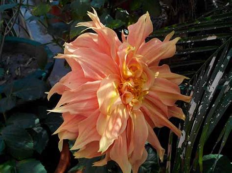 Micromax Canvas HD A116: Camera Performance Review