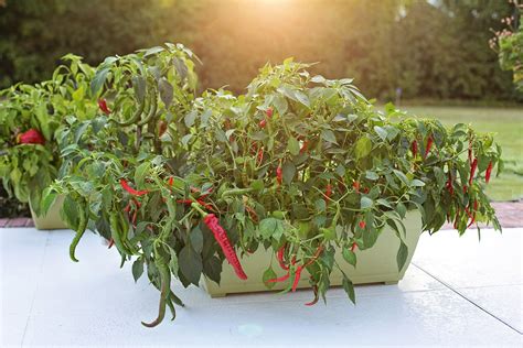 Cayenne Pepper: A Delicious Chile In Your Garden | Grow Hot Peppers
