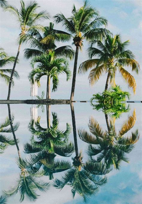 Palm Trees At Ocean iPad Wallpaper