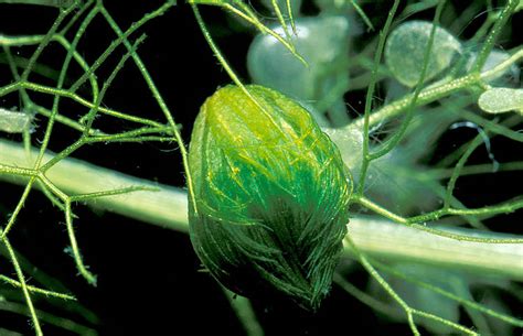 Aldrovanda vesiculosa