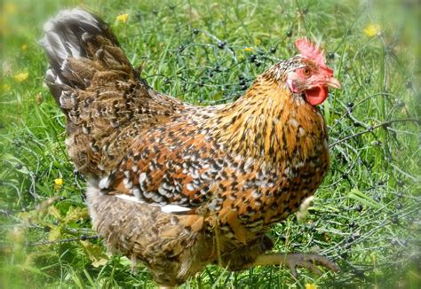 Copper black marans | Swedishflowerchickens.com