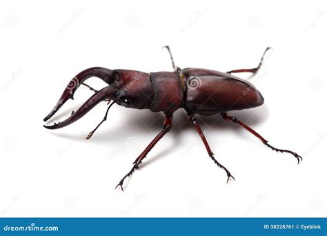 Japanese Stag Beetle-Prosopocoilus Inclinatus Stock Image - Image of ...
