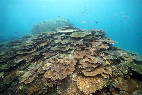 Japan using Saudi-made coral skeletons from expo for sea conservation