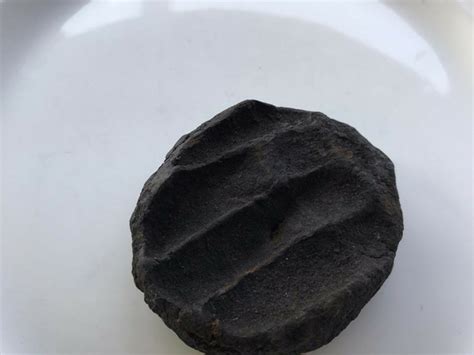 Anishi | Food Forward India