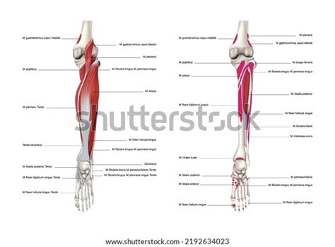 Image result for Example of Muscle Origin