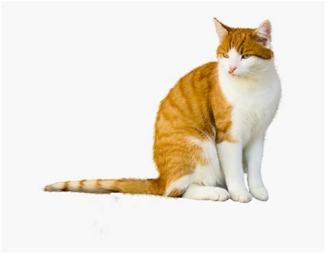 Image result for Cat Delete O2 Sensor