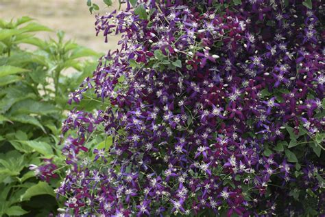 Summer Autumn Clematis - 'Sweet Summer Love' - Clematis x | Proven ...