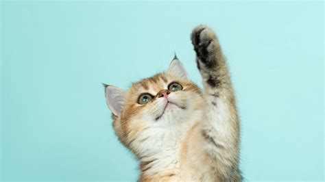 Download wallpaper 1366x768 kitten, cat, cute, funny tablet, laptop hd ...