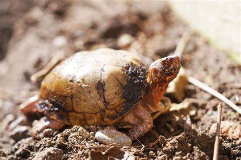 Image result for Box Turtle Homes