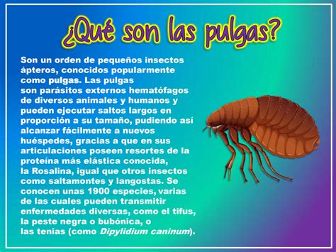SOLUTION: presentacion de la pulga biologia - Studypool