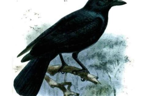 Los cuervos también comparten conocimientos | Noticias de México | El ...