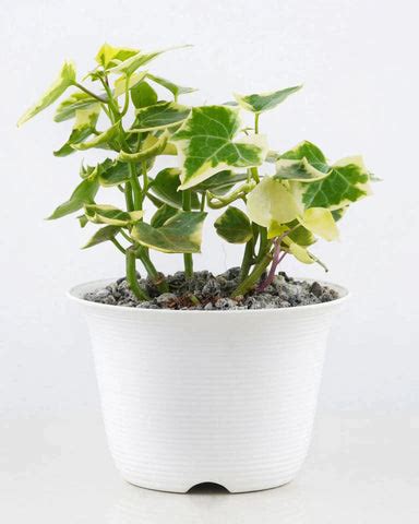 5 Houseplants That Can Improve Your Mental Health – unlimitedgreens