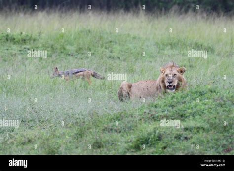 Jackal Lion 的图像结果