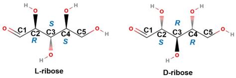 Chiral Recognition of D/L-Ribose by Visual and SERS Assessments