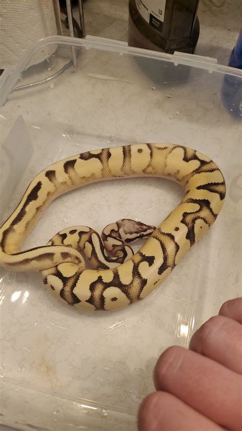 Image result for Ball Python Not Eating