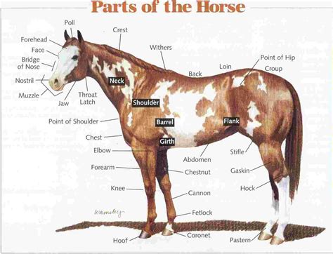 Body Parts Of Horse And Its Function at Bertha Goosby blog