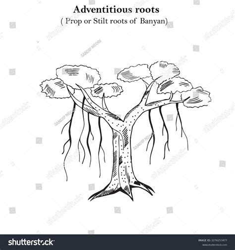 Stilt Roots Diagram Adaptations Of Mangrove Forests | 5n1geographers
