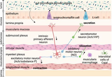 Frontiers | Role of gut microbiota-derived signals in the regulation of gastrointestinal motility