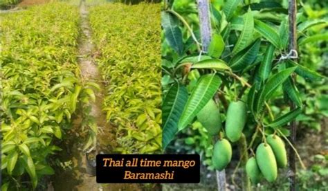 Thai All Time Mango Plant Manufacturer, Supplier from North 24 Parganas