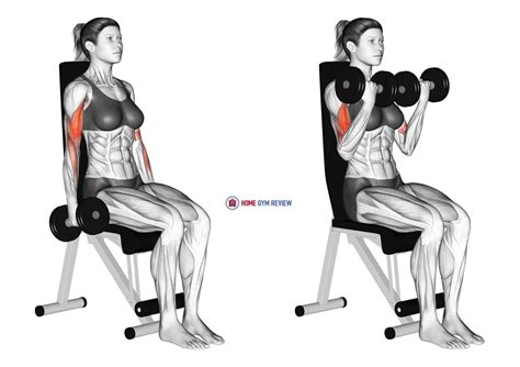 Dumbbell Seated Curl (female) - Home Gym Review