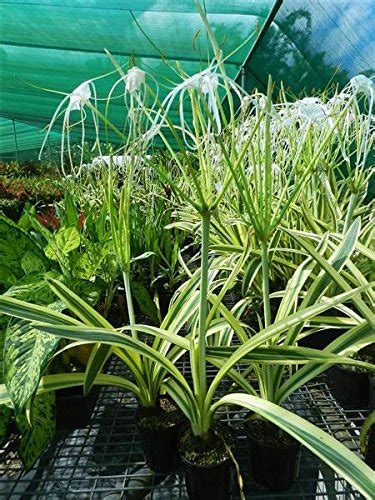 Hymenocallis green ( White flowering green leaved fragrant spider lily ...