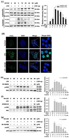Ergosta-7,9(11),22-trien-3β-ol Attenuates Inflammatory Responses via ...