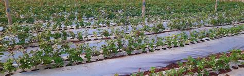 Agriplast Ginegar Mulch - 9-Month UV Film for Vegetable Weed Control