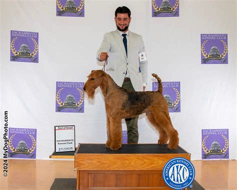 Woodside Airedales | Airedale Dog Show and Breeder