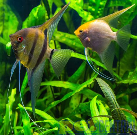 Freshwater Angelfish