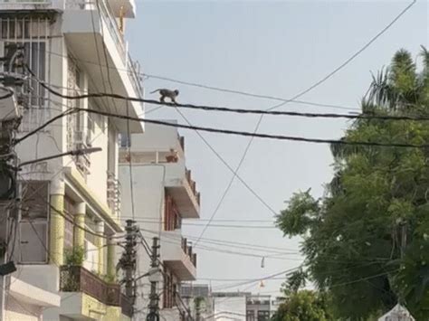 Monkey menace continues in Lucknow