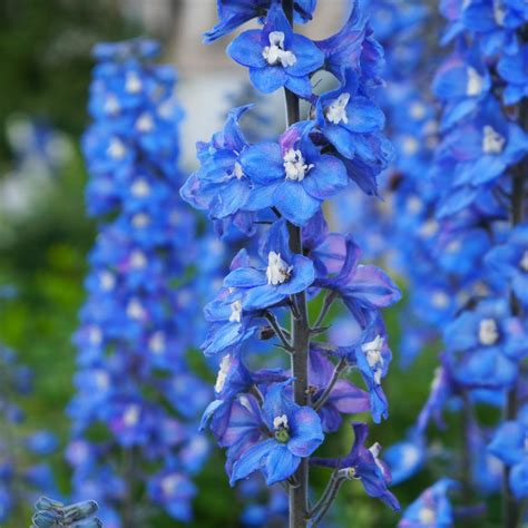 Delphinium Seed - Delphinium Cultorum Blue Bird Flower Seeds