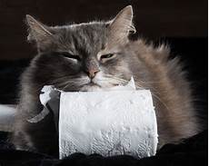 katze durchfall und erbrechen durchfall bei katzen alle infos auf einen blick katze katze durchfall und erbrechen durchfall bei katzen alle infos auf einen blick katze