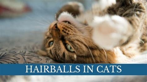 Image result for Cat Stack Sticker