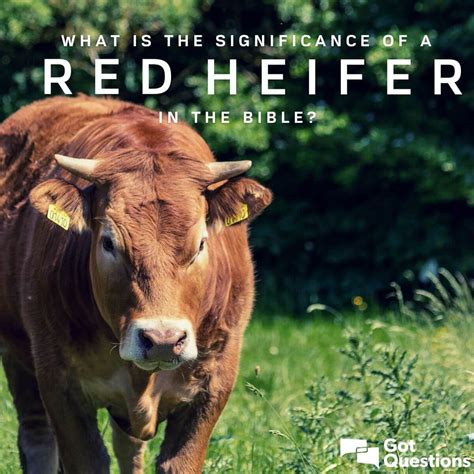 What is the significance of a red heifer in the Bible? Is a red heifer ...