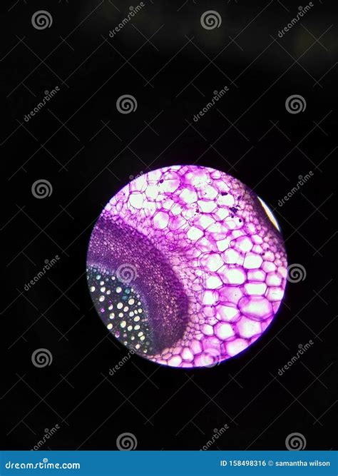Close Up Plant Cell Microscopic Stock Photo - Image of microscopic ...