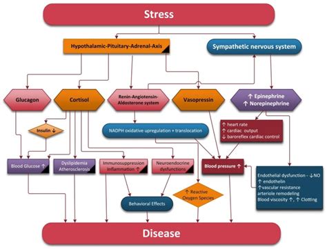 Effects of Exercise on the Autonomic Nervous System | Encyclopedia MDPI