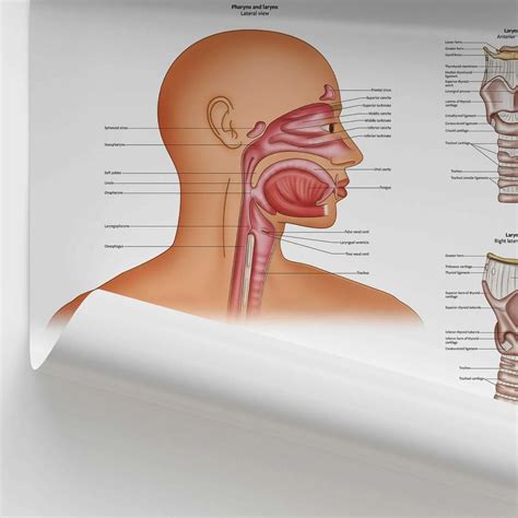 Parts of the Human Throat Diagram and Their Functions
