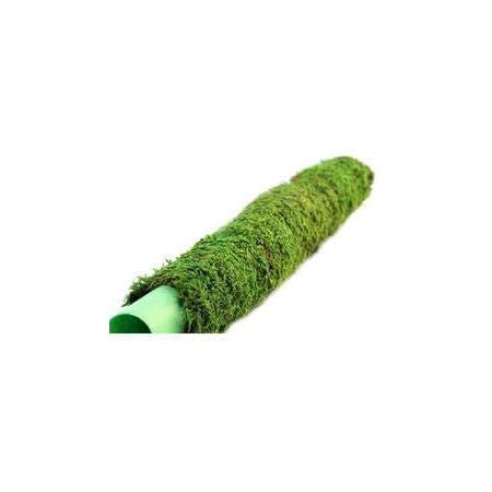 Green Paradise® Coco Pole - Moss Stick for Indoor,House & Money Plant ...