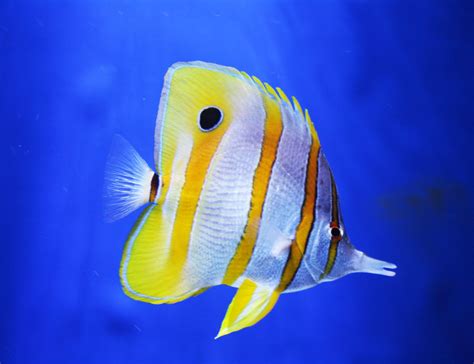 Image result for butterfly fish
