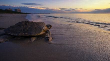 Sea Turtle Fun Facts 的图像结果