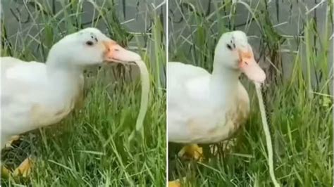 Image result for Python Eats Duck