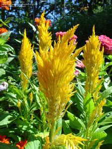 Qualtivate ATS-142 Celosia Plumosa Flower Seeds Mix Color Ornamental ...