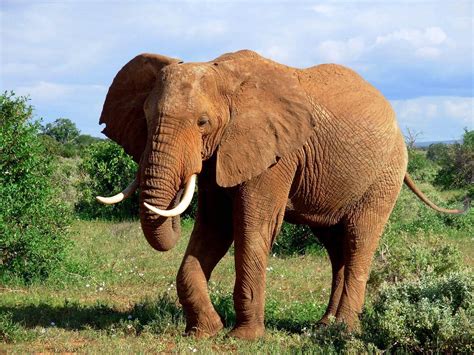Image result for Elephant Toothpasste Exploding