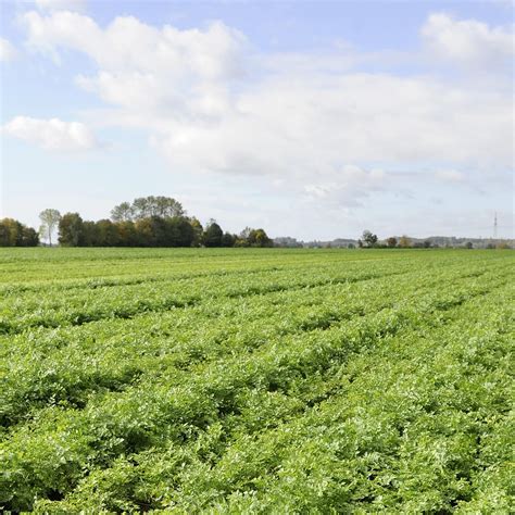 Buy Knorr Sazon Flavorful Seasoning for Sauce, Meat, Poultry, Fish ...