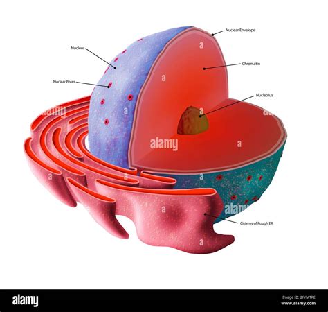 Ribosomes Of A Cell