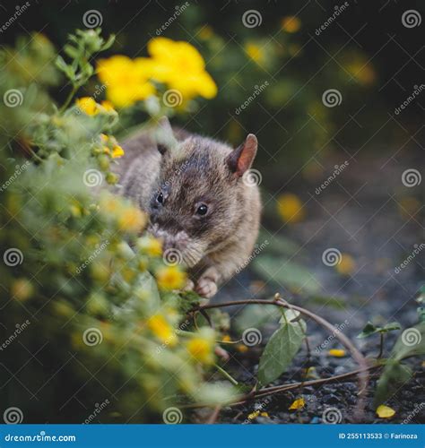 Giant African Pouched Rat in a Garden with Pansies Stock Image - Image ...