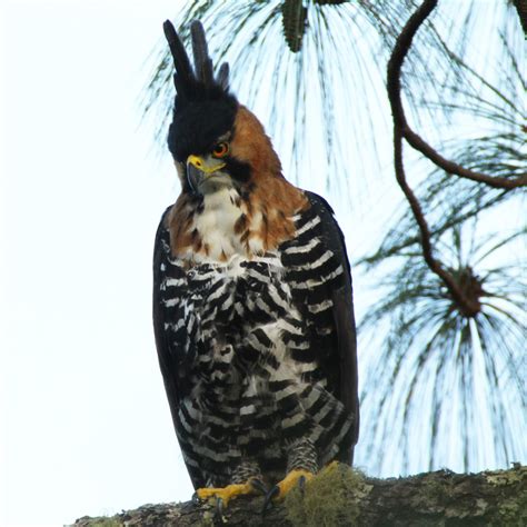 Ornate hawk-eagle - Dallas World Aquarium